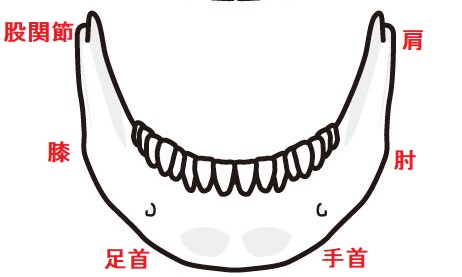 顎の歪みと身体の連鎖（整体的メカニズム）