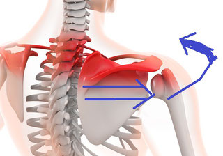 巻き肩の原因を表している骨格での様子