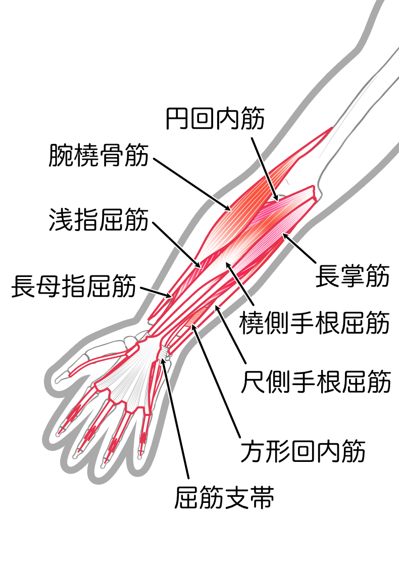 前腕で負担がかかる筋肉
