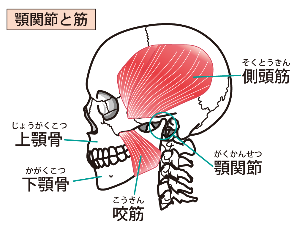 左の顎関節症や側頭部のモヤモヤ感を増大させていた原因